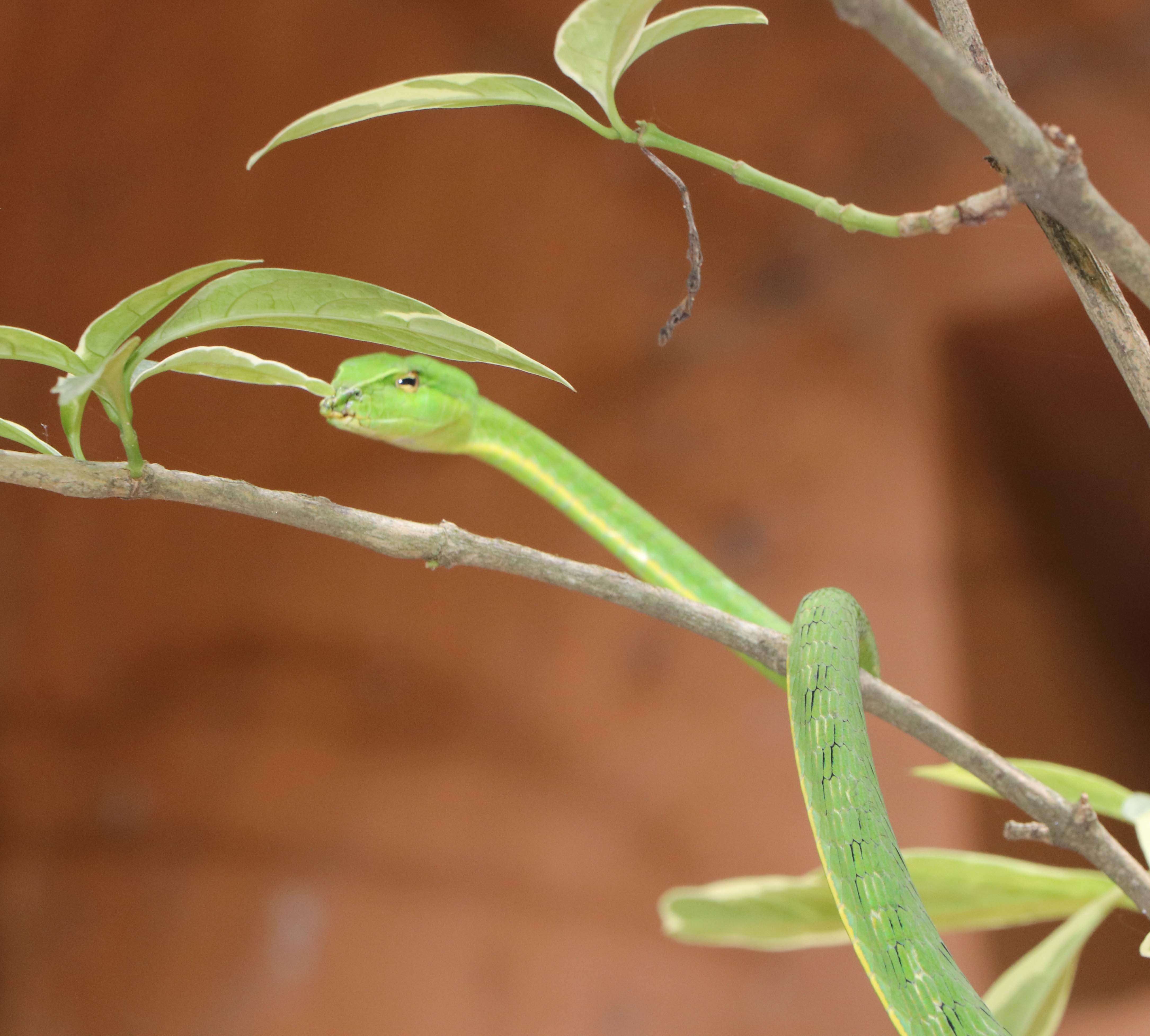 Green Vine Snake